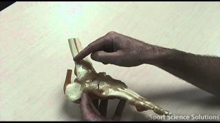 Ligaments of the Foot Foot Anatomy Tutorial Ligaments