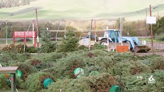 Local tree farm getting use out of unsold trees