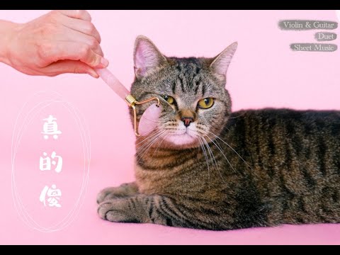 真的傻 (from 一吻定情 / Violin Guitar Duet) - 徐佳瑩
