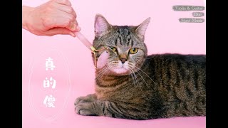 真的傻 (from 一吻定情 / Violin Guitar Duet) - 徐佳瑩
