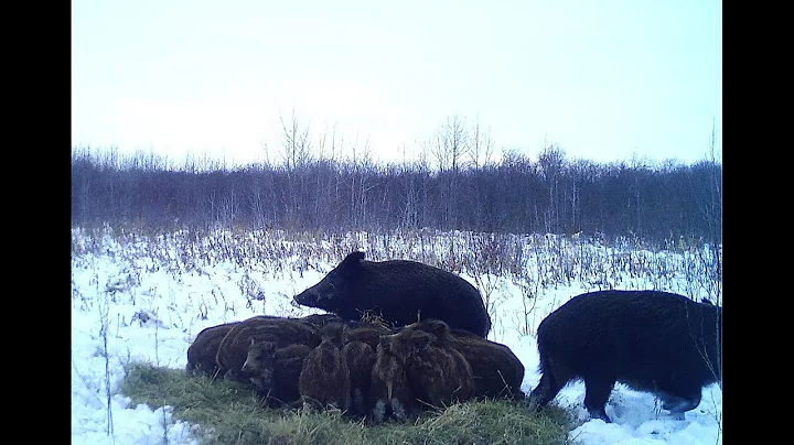 Invasive wild pigs in national park for first time at Alberta’s Elk Island