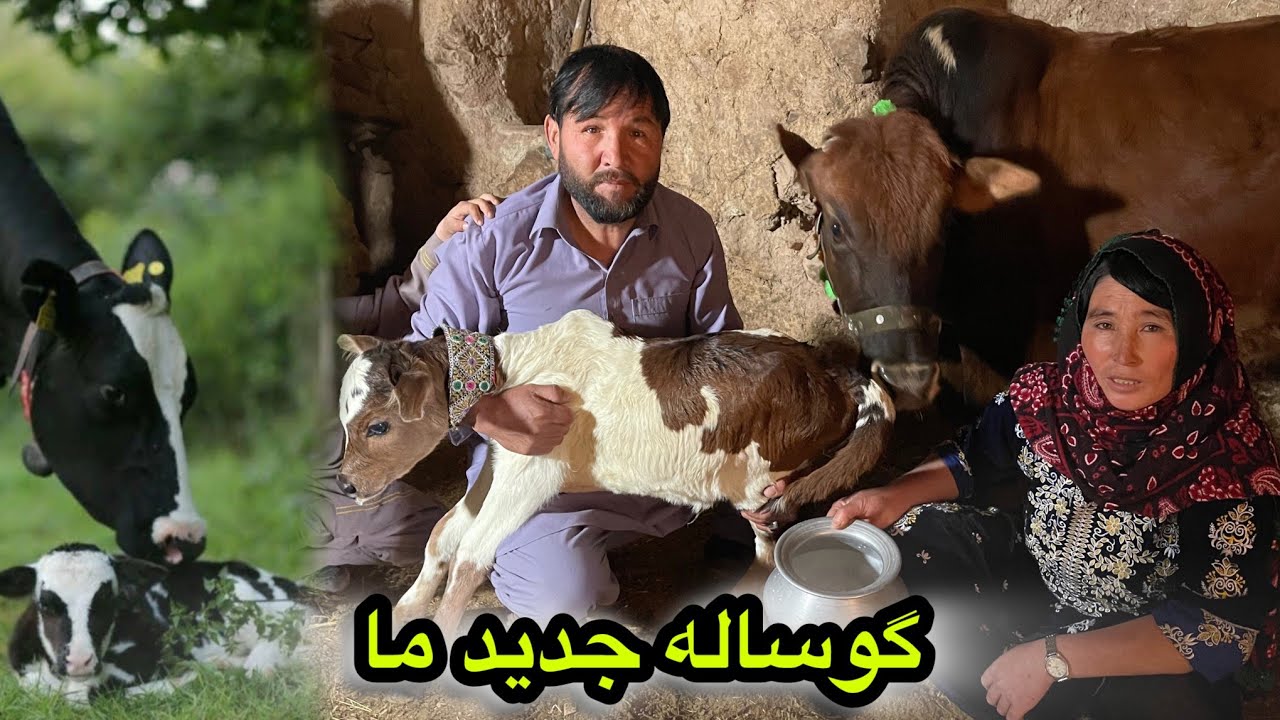 گوساله جدید ما 🥰🤲 خوشحالی آبی جانم چقدر دق شده بود دنبال گاو و گوساله😄😁