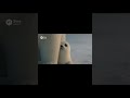 Polar bear sheltering from the wind風よけのシロクマ#animation #アザラシ #seal