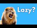 Lion Behavior || Inside a Lion Pride
