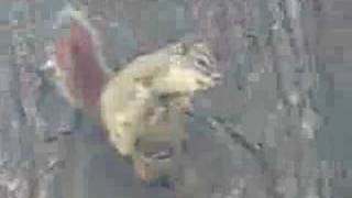 Crazy Demon Squirrel