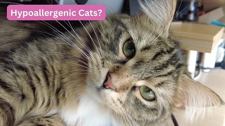 Video 2345461: hypoallergenic siberian cats, siberian cat living