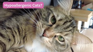 Living with Hypoallergenic Siberian Cats | Allergy Symptoms, Treatment, Allergy Shots Explained