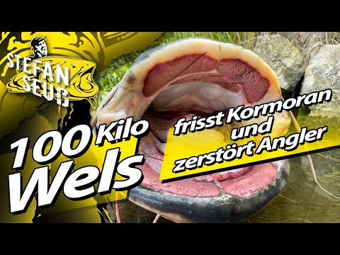 Video: Fressen Kormorane mit doppeltem Schopf Fisch?