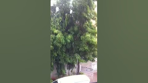 Baby Sees Rain for the first time - Cute Baby experiences rain for the first time - funny videos