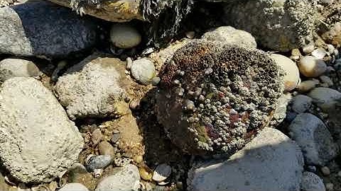 SoMAS Field Trip - Crane Neck Point Intertidal Zone