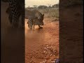 Leopard Crashes the Fight Badger vs Coyote Turns Deadly #wildlife #shorts
