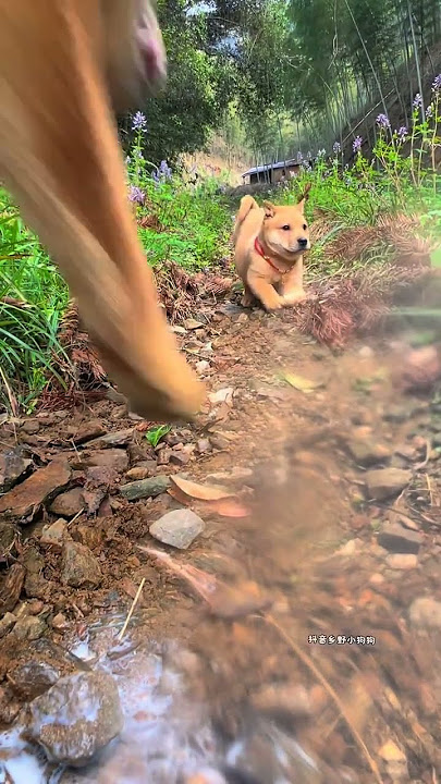 Crazy Pastoral Dog Puppy Yellow Sand Great Saint