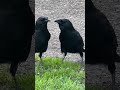 Crow Mates do a little dance when they see each other. #crowlovers #crow