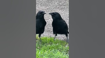Crow Mates do a little dance when they see each other. #crowlovers #crow