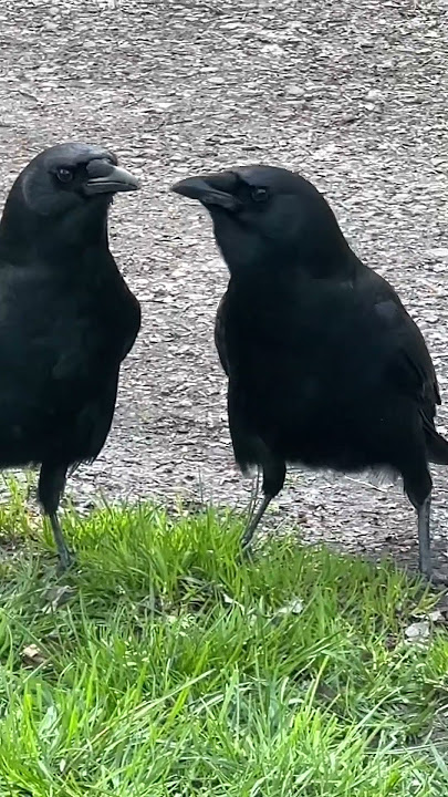 Crow Mates do a little dance when they see each other. #crowlovers #crow