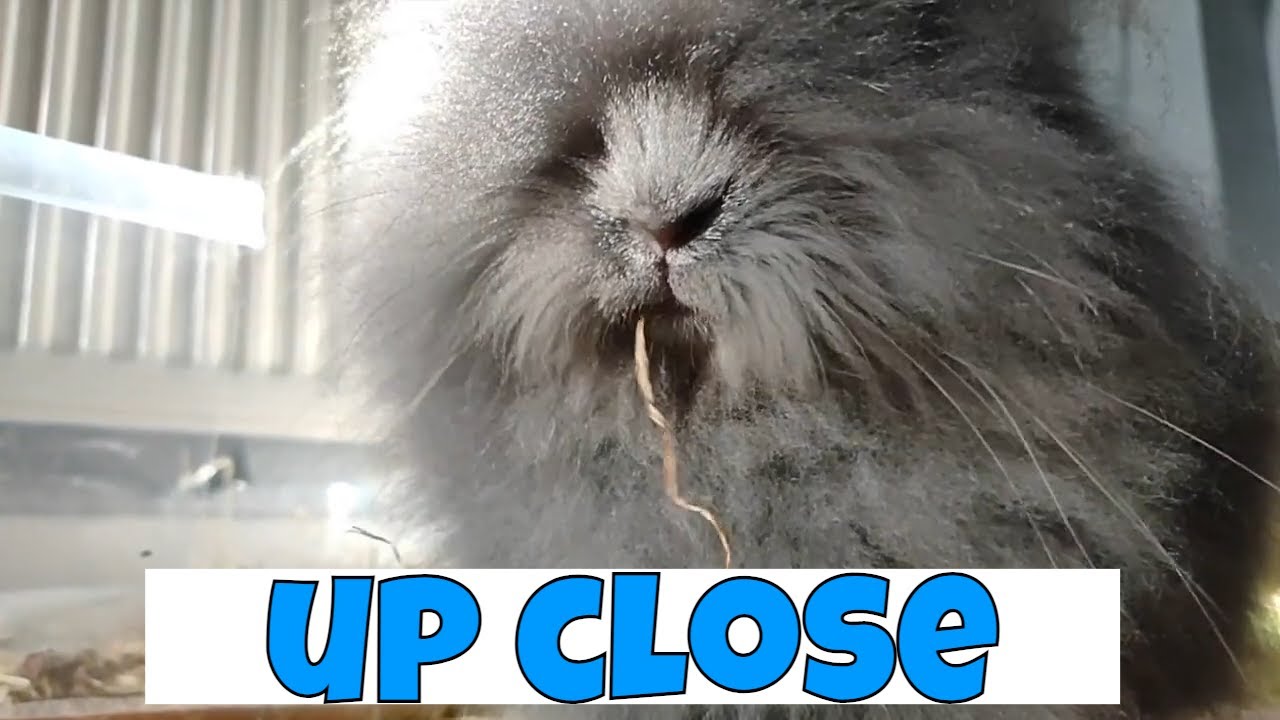 Bunny Blue - A Close Up of a Lionhead Rabbit