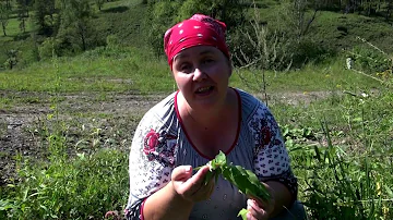 ЯСНОТКА || Полезные свойства и применение