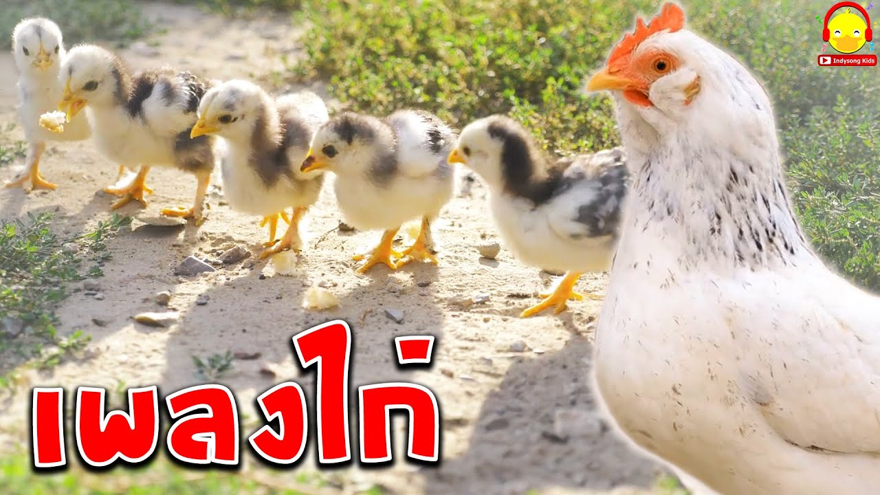 เพลงไก่ 5 เพลง ไก่จริงๆ ไก่กุ๊กๆและลูกเจี๊ยบตัวเป็นๆ #เพลงเด็กindysong