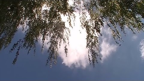 Virginia Wing - Eight Hours Don