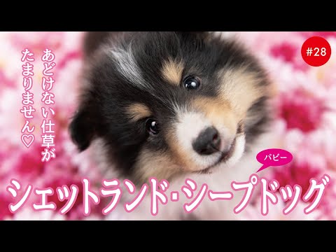かわいいシェットランドシープドッグ（シェルティ）の子犬たち #28 Shetland Sheepdog
