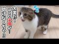 普段は放任主義のパパ猫だけど、子猫の危機を察するとこうなります…