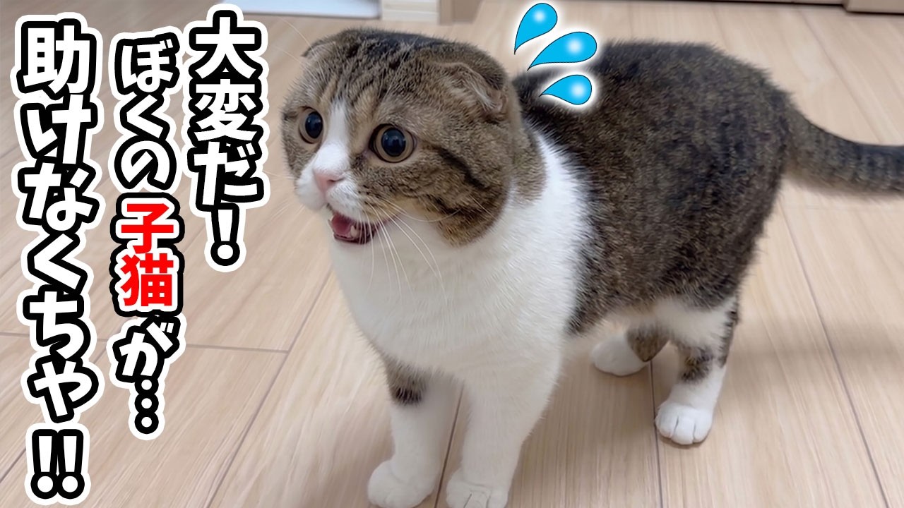 普段は放任主義のパパ猫だけど、子猫の危機を察するとこうなります…