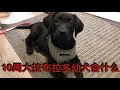 10周大的拉布拉多幼犬会什么？10 Weeks Labrador Puppy Training