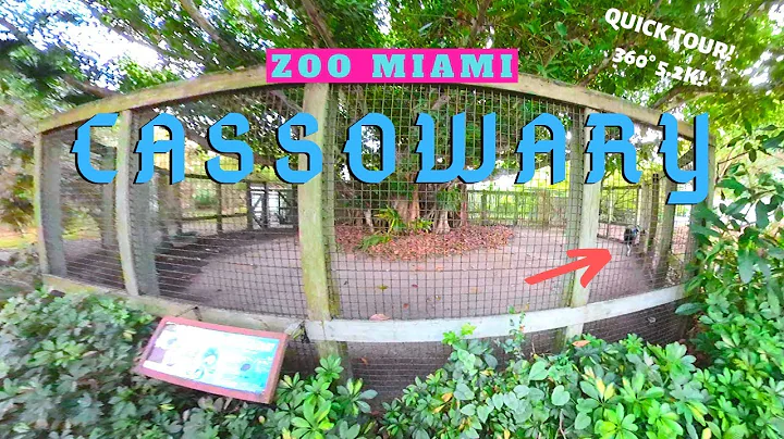 Cassowary at Zoo Miami! - Full 360° VR Experience!