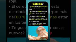 🐙 Misterios del pulpo 💙 corazones, sangre azul 🧠 Subscribete! ❤️