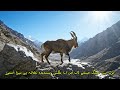 Shehryar - e - Pakistan | Markhor Song | Urdu Poem | شہریارِ پاکستان | مارخور | اُردو نظم