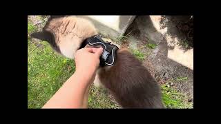 HAKU ENJOYING AFTERNOON BREEZE/BUHAY CANADA//RAGDOLL