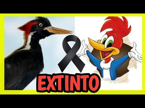 Video: ¿Se ha extinguido el pájaro carpintero de pico marfil?