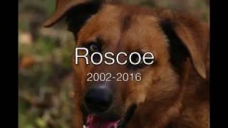 Roscoe