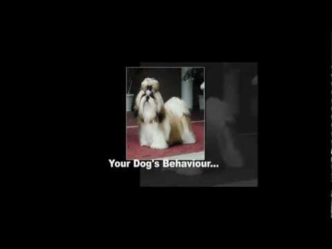 dog-training-in-chilliwack-|-604-556-9966-|-bad-dog-training-class