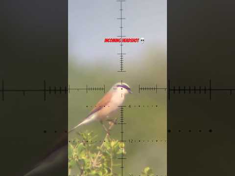 صيد طائر الص رد الضر ب او القرقفان ببندقية هوائية Fx Impact M3 Airgun Hunting Nature