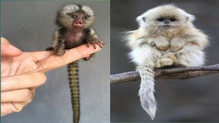 Funny Monkeys Videos - Funniest Monkey Will Make You Laugh Hard Compilation