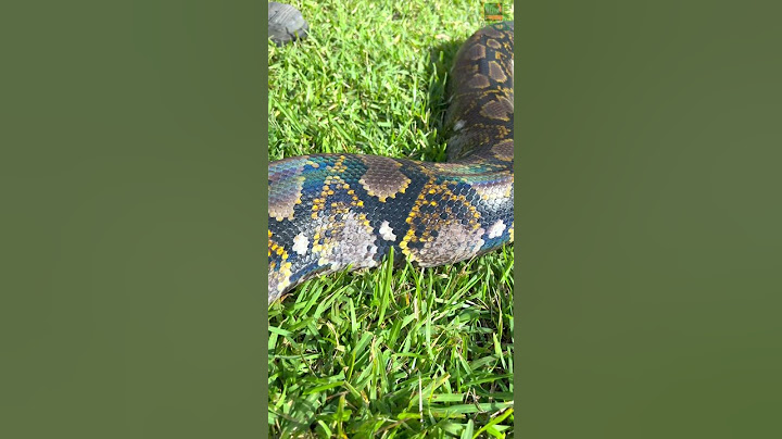 A rainbow SNAKE? 🐍