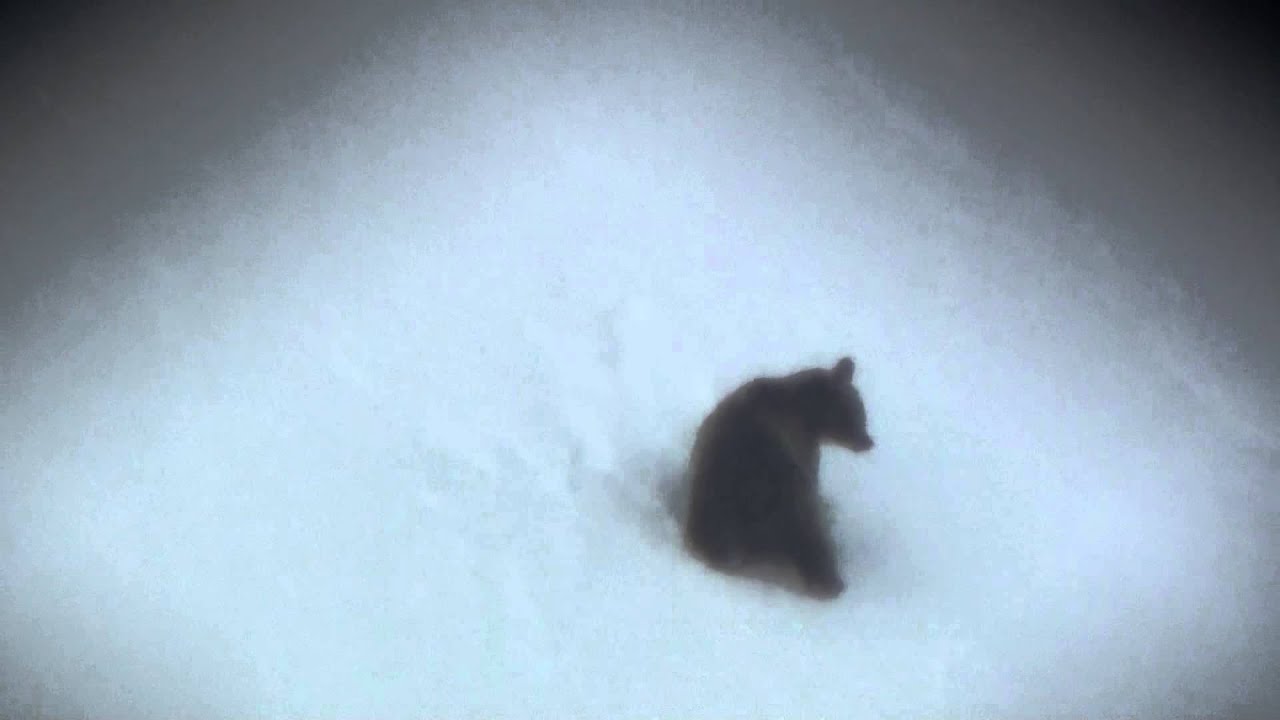 Oso en la nieve de Somiedo