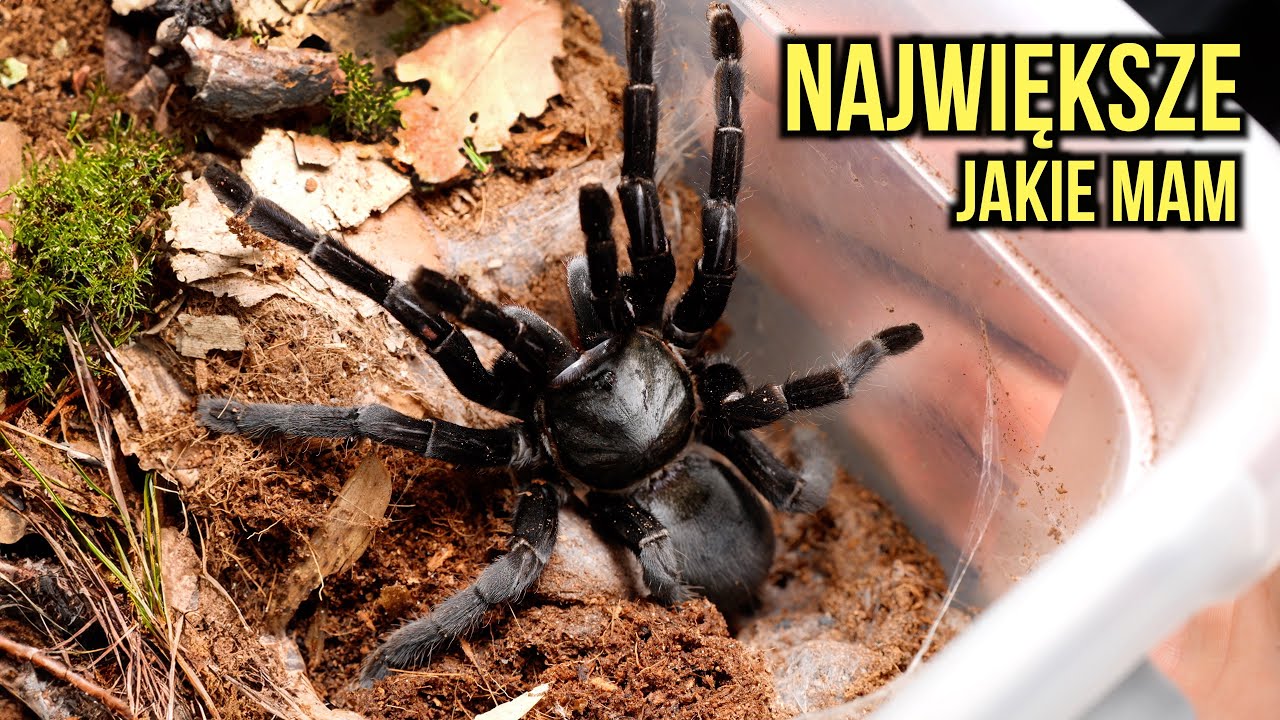 Moje NAJWIĘKSZE ptaszniki ☠️  C. minax- Thai big black + KOKON