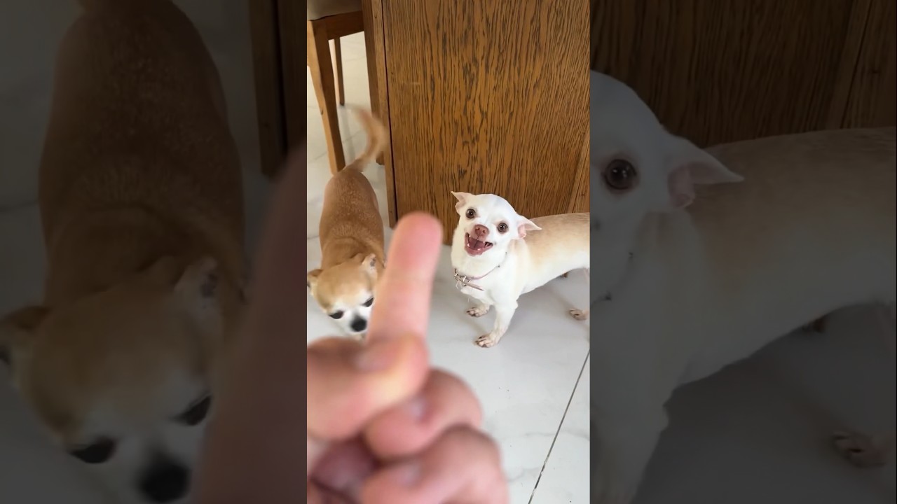 The Finger Test with Dogs feat ? ??? angry chihuahua vs bulldog