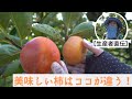 【生産者直伝】美味しい柿の見分け方