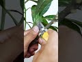 Single Bud Grafting On Mango Tree Video Tutorial by Grafting Examples#shorts