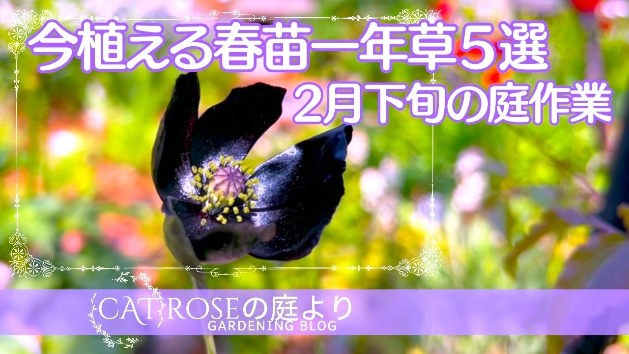 【ガーデニング】     今から植える春苗一年草５選・植え付ける時に注意したこと・春の芽吹き・２月下旬の庭作業