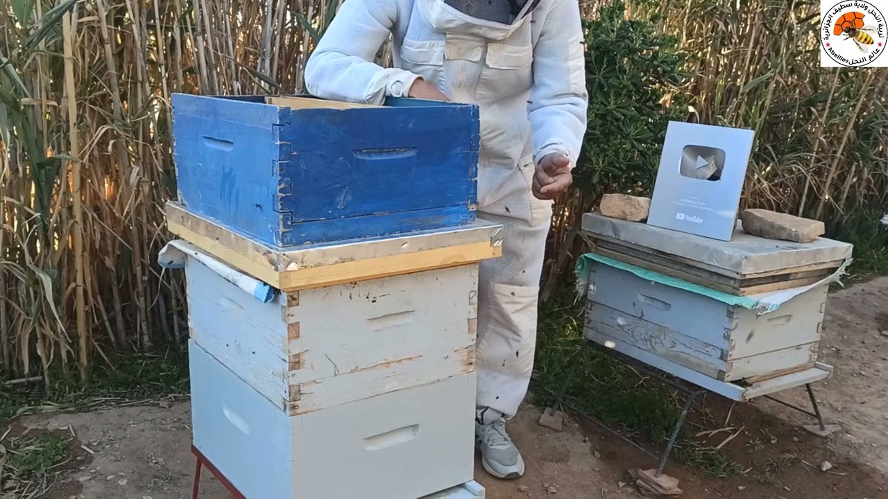 كيفية وضع العاسلة الثانية شرح مفصل مع اعطاء بعض النصائح و الارشادات