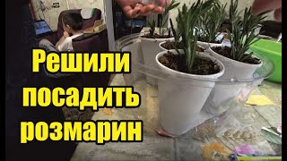 Капустный салат. Мелкий снег. Льняной хлеб. Розмарин. Книга учёта.