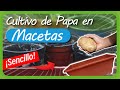 Cultivo de PAPA o Patatas en CASA usando Macetas / HUERTA CASERA