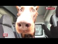 Собака ищет наркотики в автомобиле