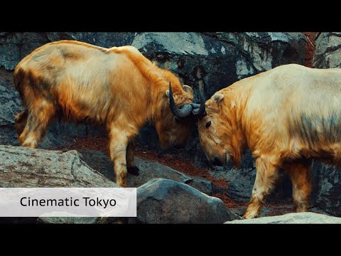 Yokohama Zoorasia | EOS M Magic Lantern 10bit Raw Video