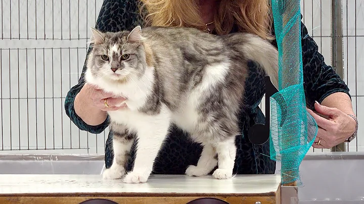 Video 4506741: ragamuffin cat, longhair cat, siberian cat, cfa international cat show