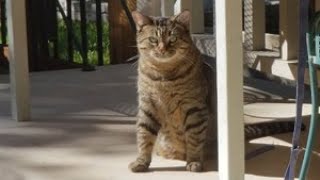 In Memory of Buffy - Brown Tabby Cat by questmatrix 196 views 2 years ago 2 minutes, 30 seconds